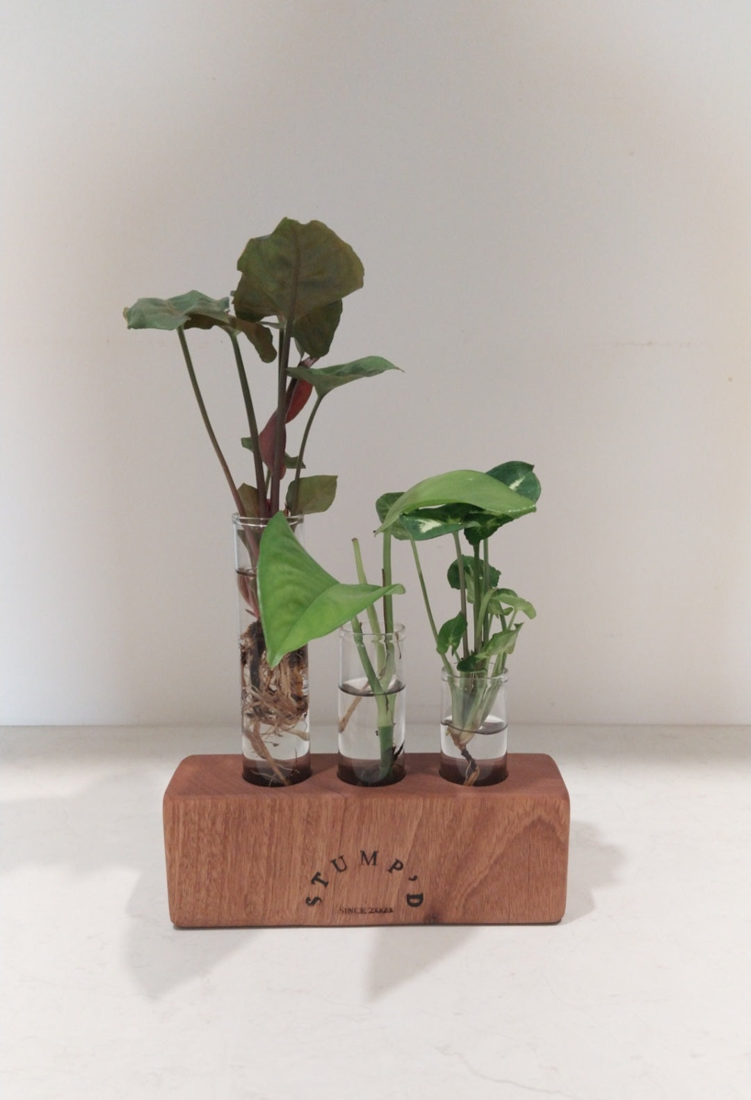 Bud Vase / Plant Propagation 3 tubes - Blackbutt