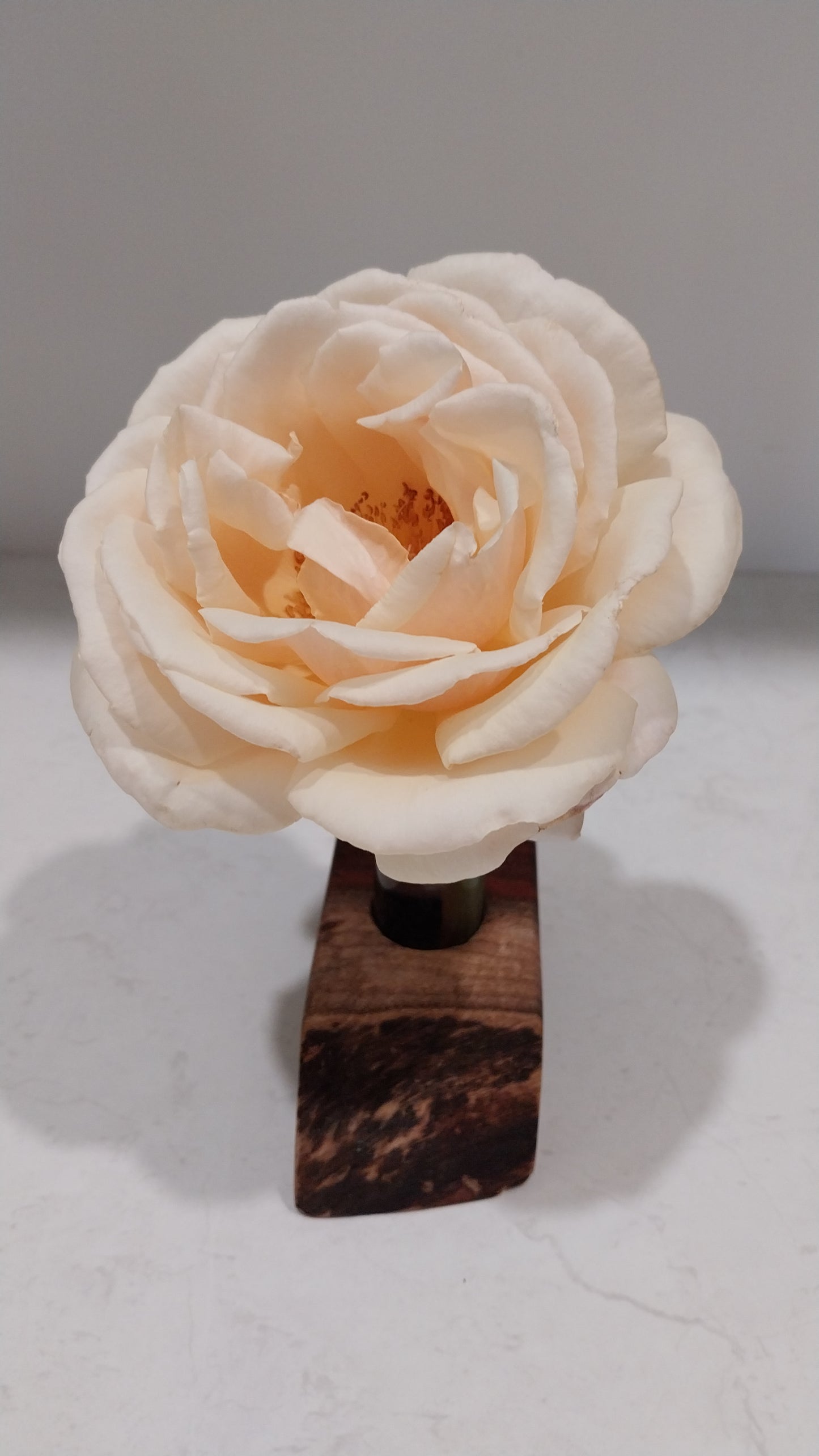 Bud Vase / Plant Propagation Stand 1 Tube