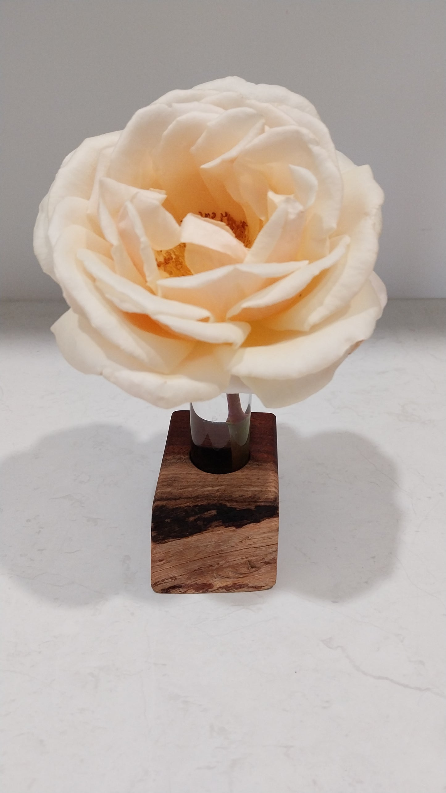 Bud Vase / Plant Propagation Stand 1 Tube