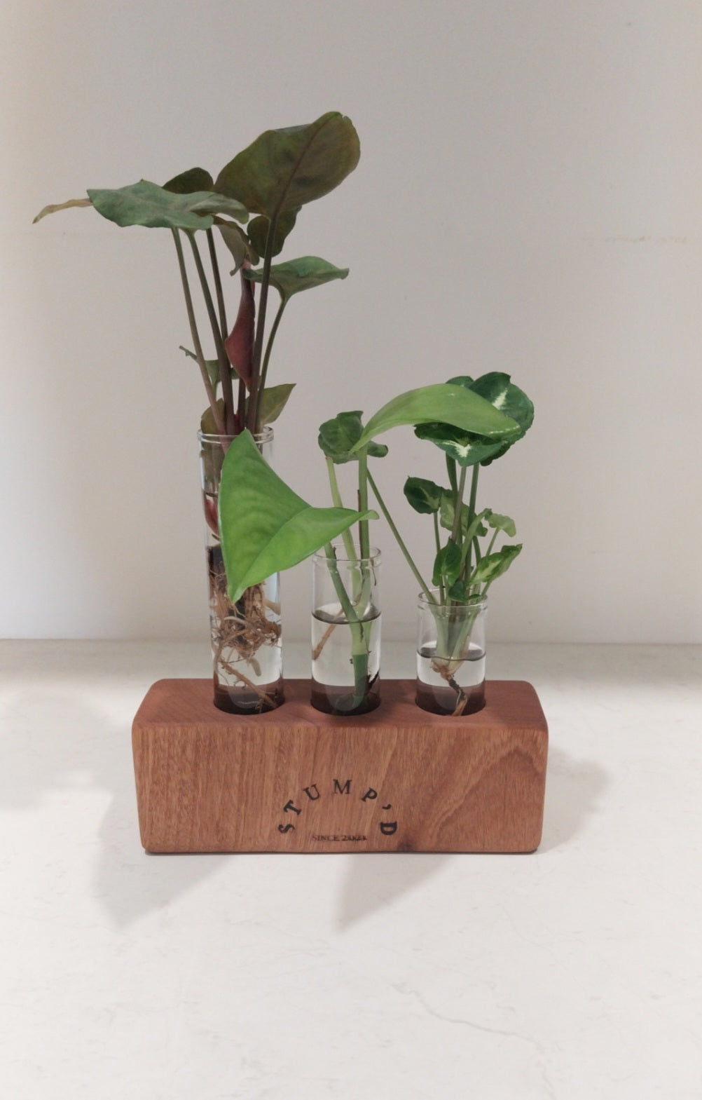 Bud Vase / Plant Propagation 3 tubes - Blackbutt