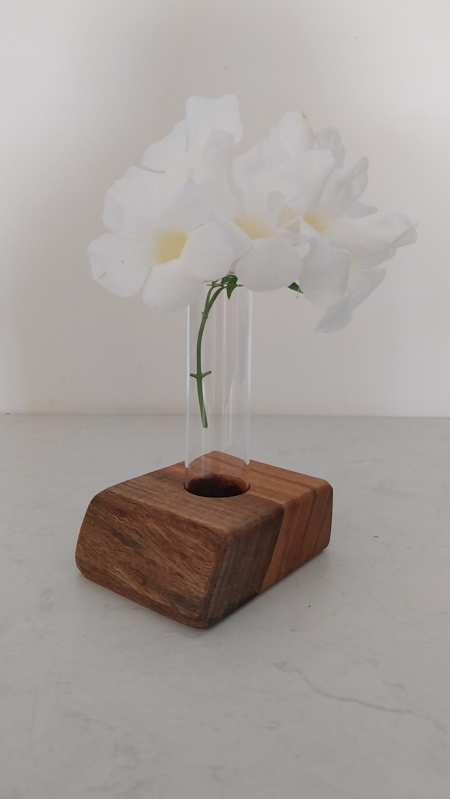 Bud Vase / Plant Propagation 1 tube - Marri