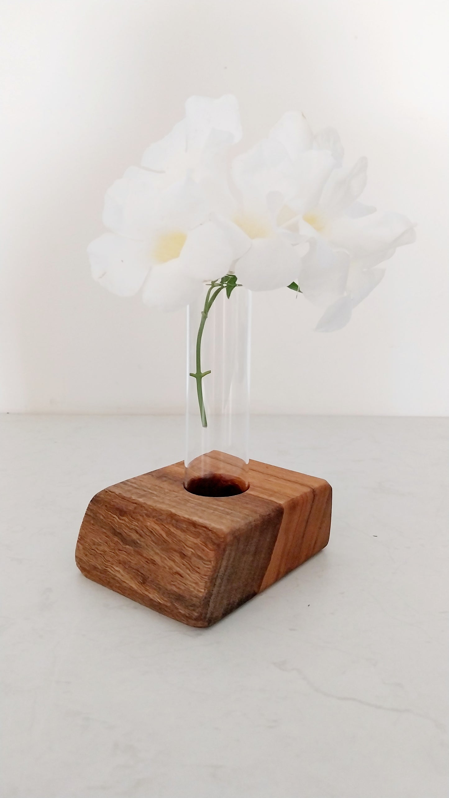 Bud Vase / Plant Propagation 1 tube - Marri