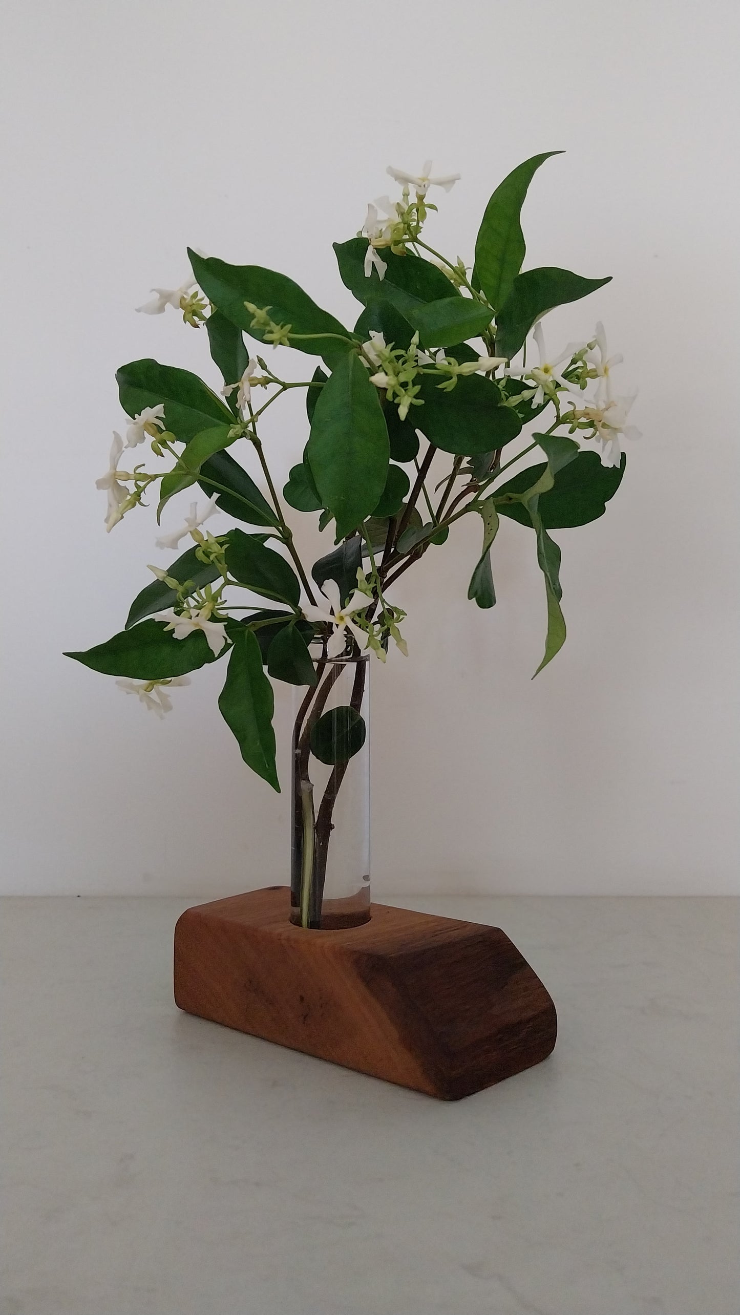 Bud Vase / Plant Propagation Stand 1 Tube - Tasmanian Blackwood